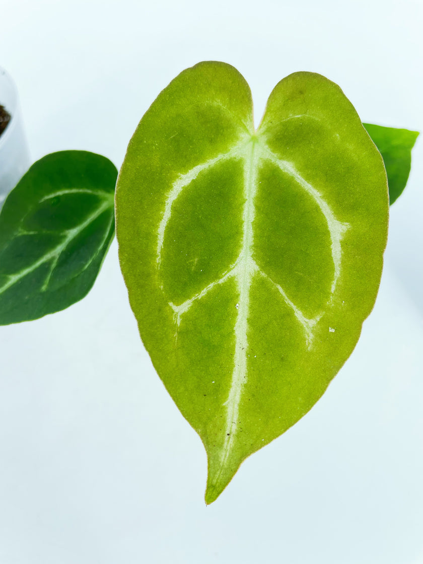 Anthurium Hybrid Beginner Combo (Multiple Available)