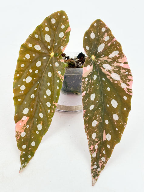 Begonia Pink Maculata@BC Warehouse