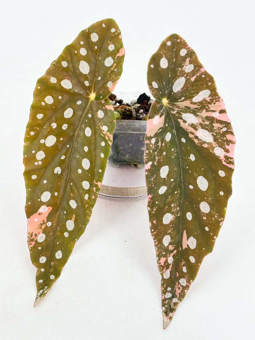Begonia Pink Maculata@BC Warehouse