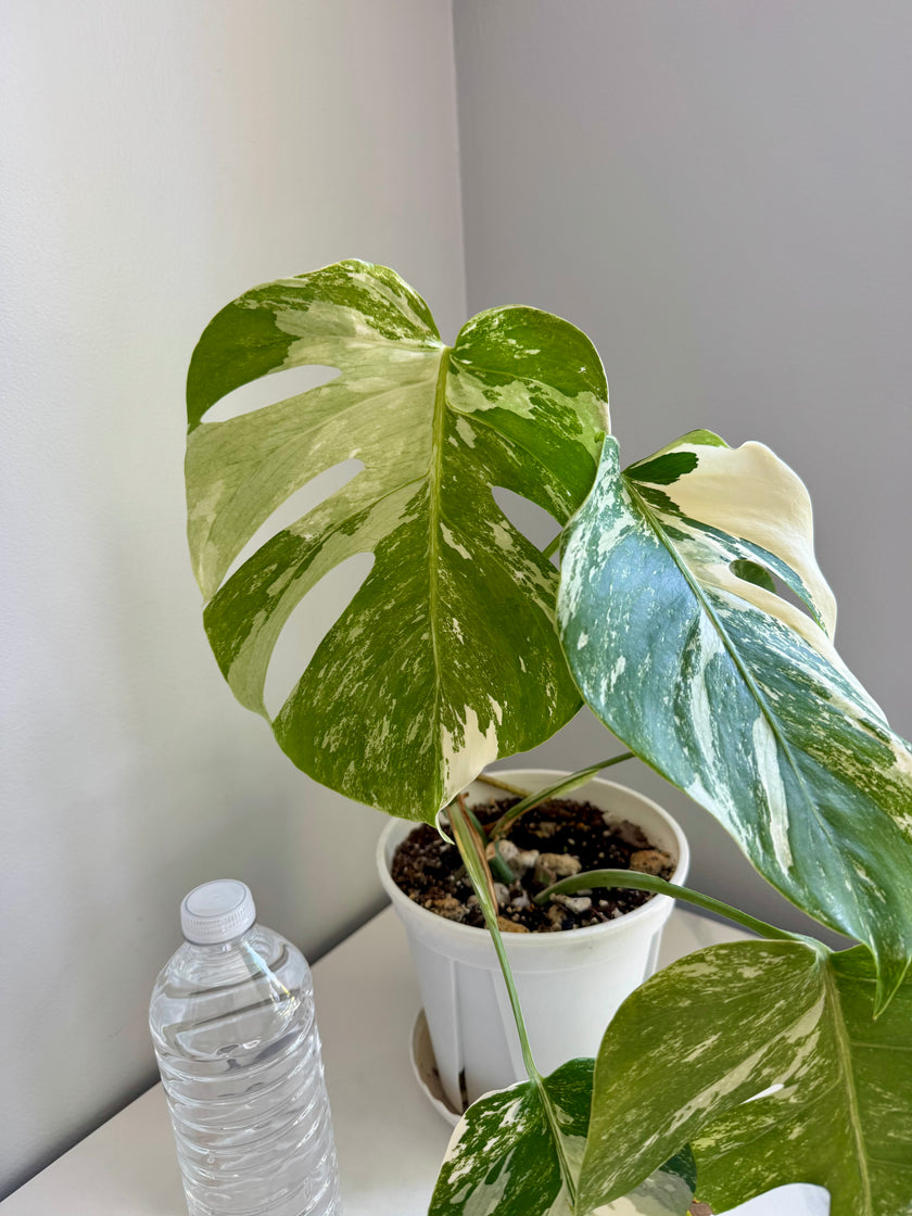 Monstera Albo