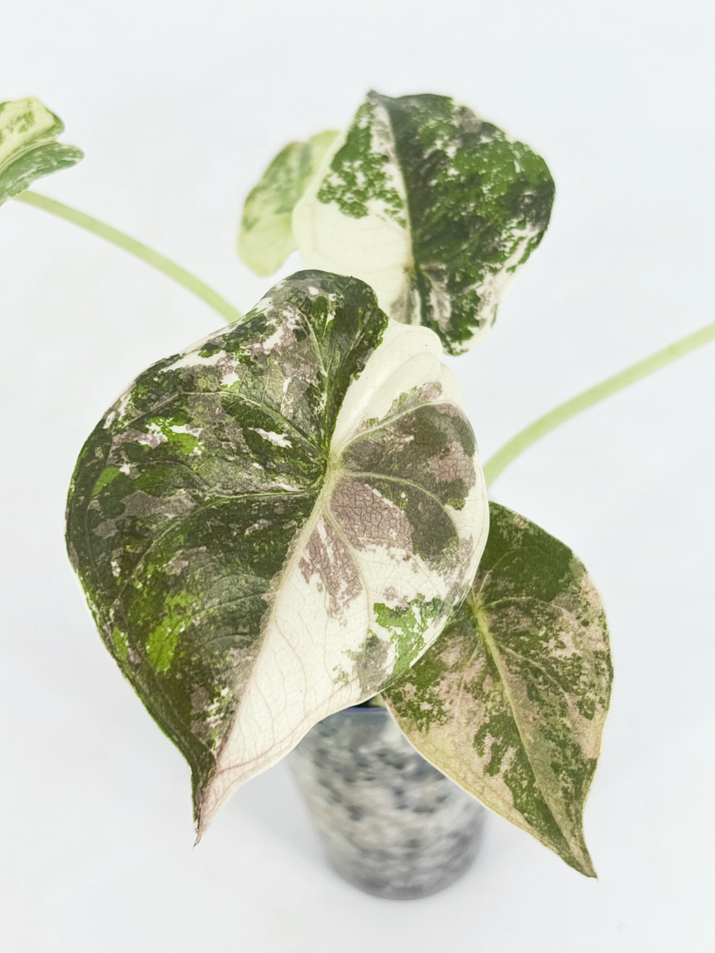 Alocasia Wentii Albo Pink@BC Warehouse
