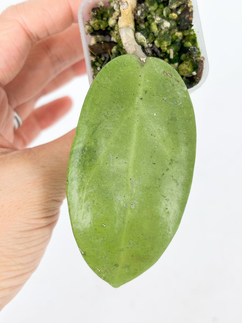 Hoya Combo (Silver Dollar & Polyneura outer variegated)