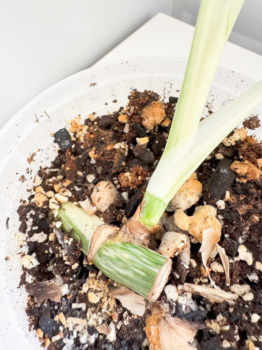 Monstera Albo -Japan