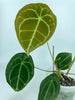 Anthurium Forgetii Dark Form XL *Pick up & Local Delivery Only*