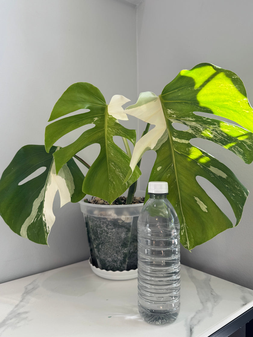 Monstera Albo
