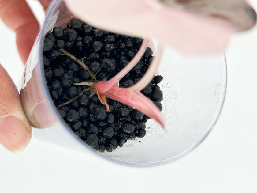 Alocasia Combo (Yucanta princess Albo+ Chantrieri Pink)@BC Warehouse