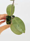 Hoya Silver Dollar@BC Warehouse