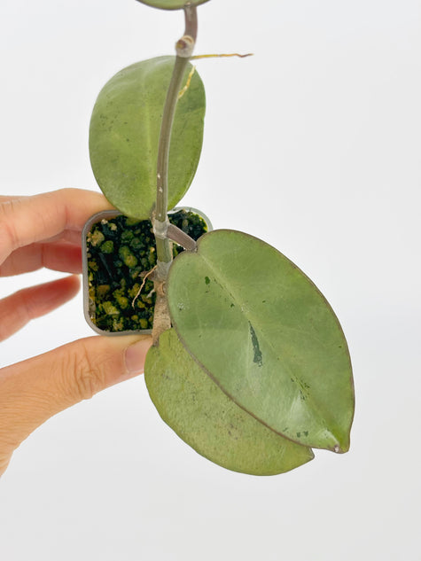 Hoya Silver Dollar@BC Warehouse