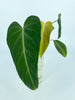 Philodendron Glorious Combo