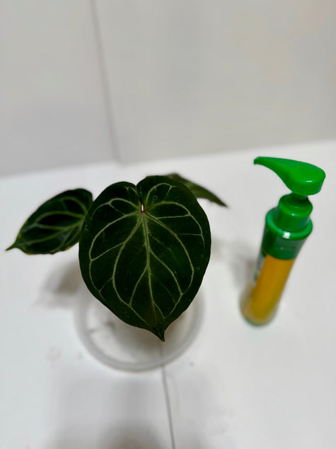 *Grower’s Choice* Anthurium King of Spades (KOS)