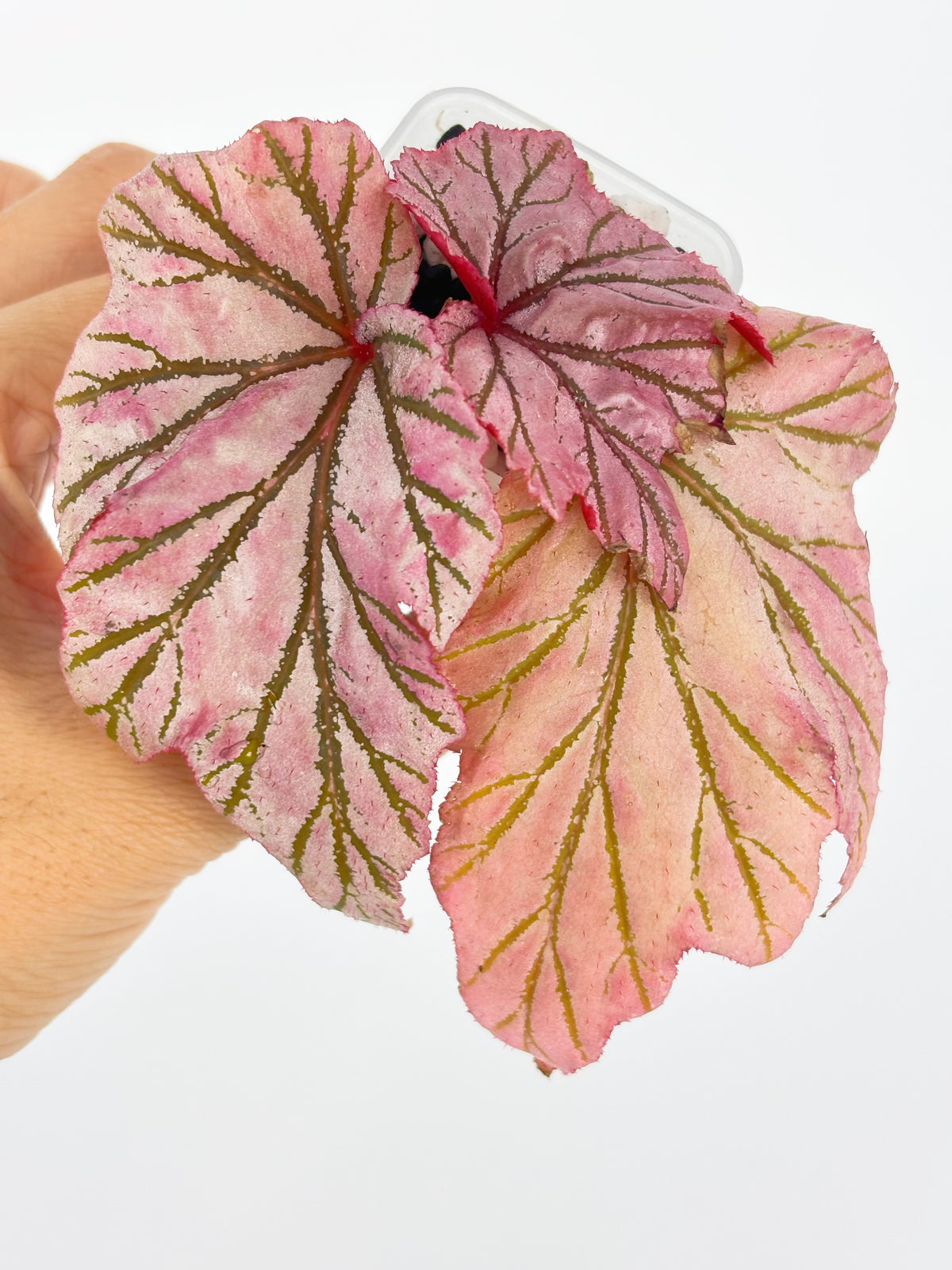 Begonia Lamoon@BC Warehouse *Shipping on hold during winter*