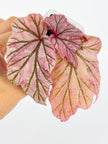 Begonia Lamoon@BC Warehouse *Shipping on hold during winter*