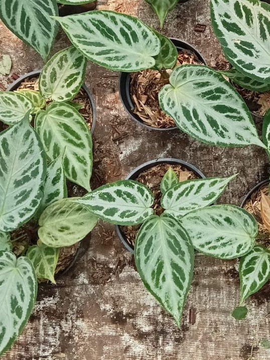 Anthurium Silver Blush (3 inch pot)*Multiple Available Random Selection*