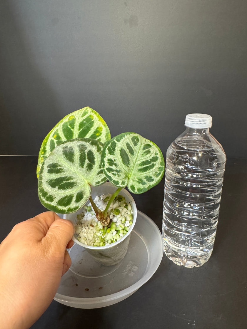 Anthurium Dorayaki - Silver