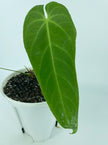 Anthurium Queremalense XL *Pick up and local delivery only*