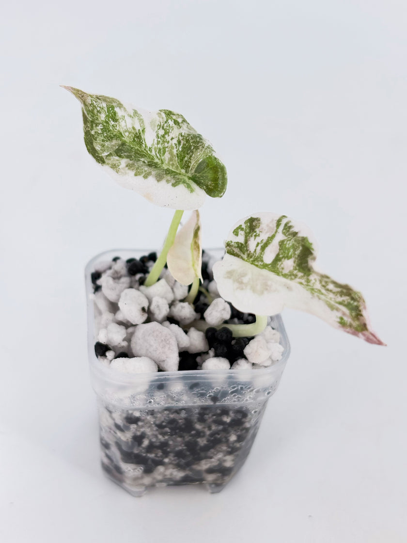 *Grower’s Choice* Alocasia Cuprea -Super Pink