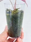 Alocasia Chantrieri Pink @BC Warehouse -Corm Grown