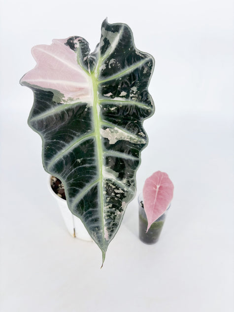 Alocasia Combo (Pink Polly & Chantrieri Pink) Pick Up Only@BC Warehouse