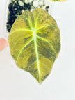 Alocasia Black Velvet Golden@BC Warehouse