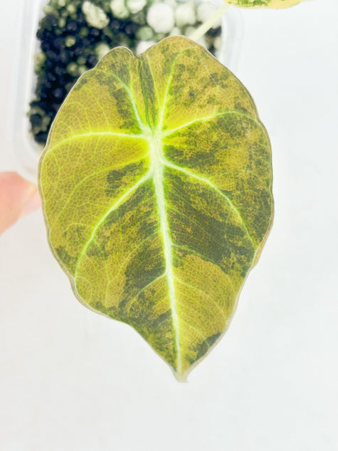 Alocasia Black Velvet Golden@BC Warehouse