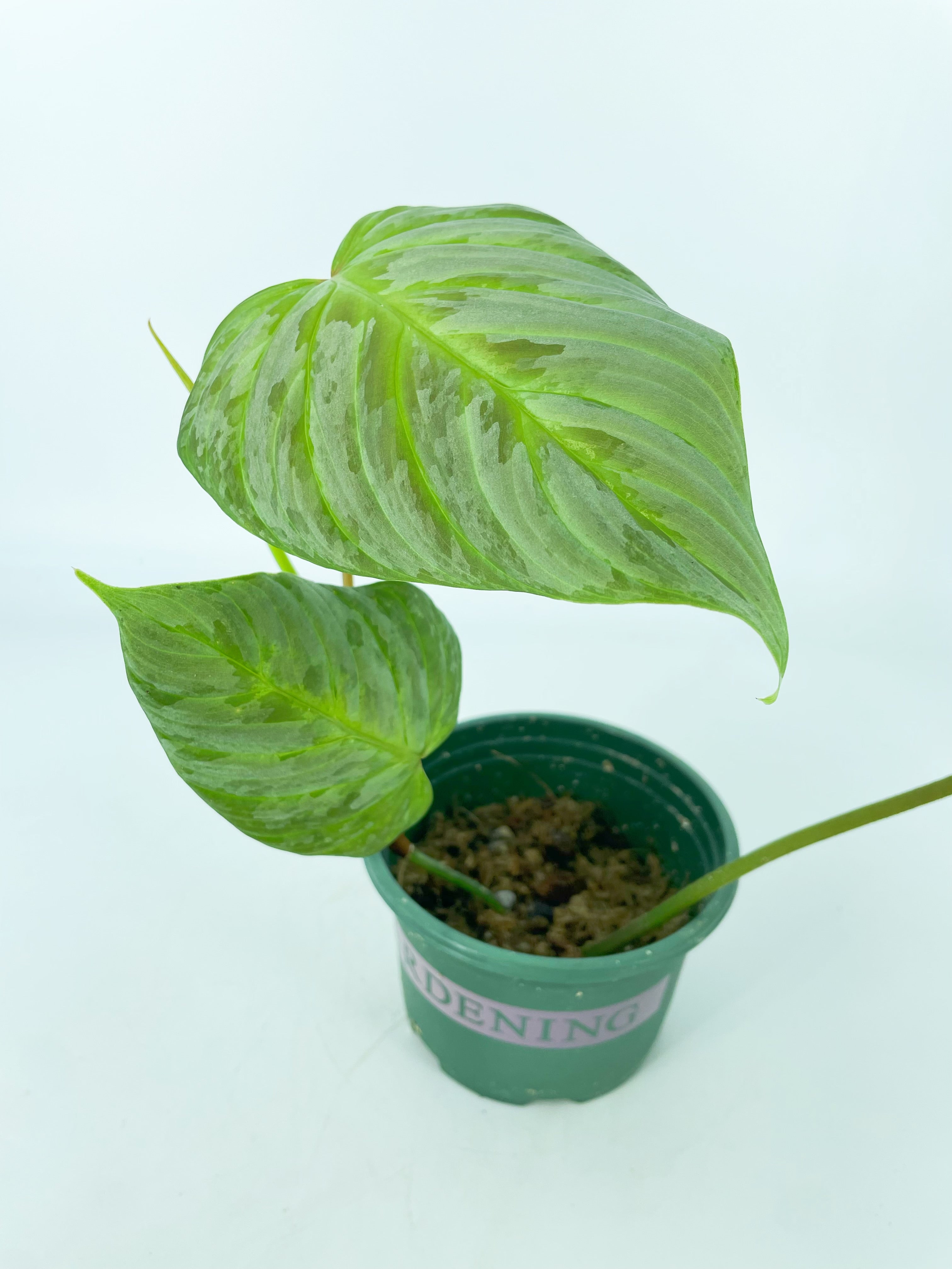 Philodendron Majestic