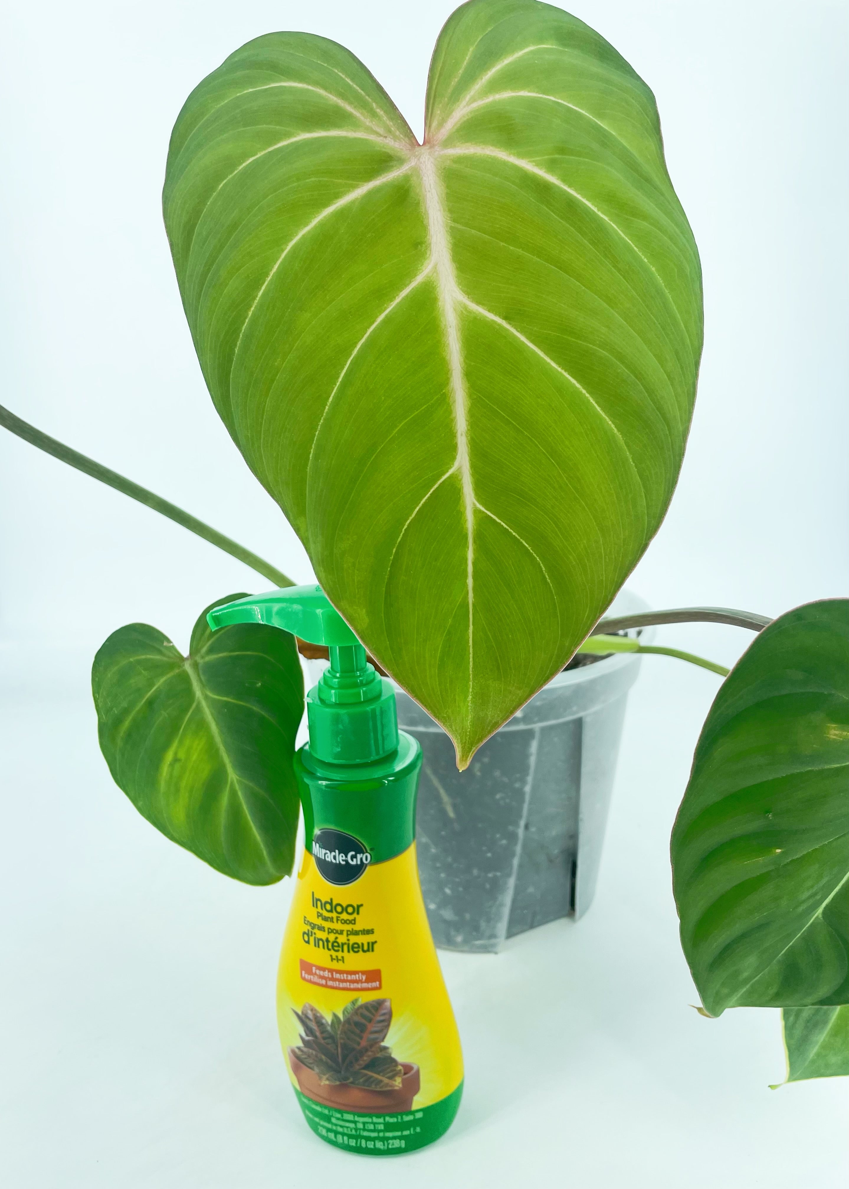 Philodendron Gloriosum *Pick up& Local Delivery Only*