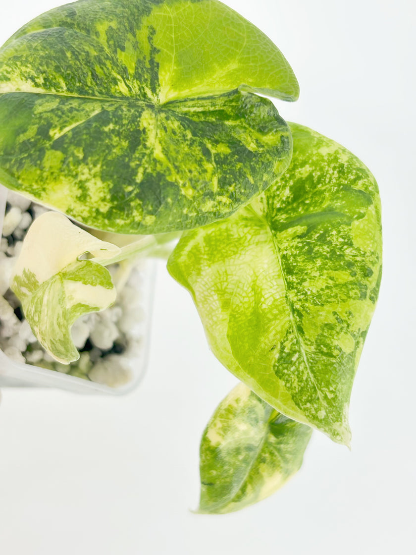 Alocasia Melo Duo@BC Warehouse