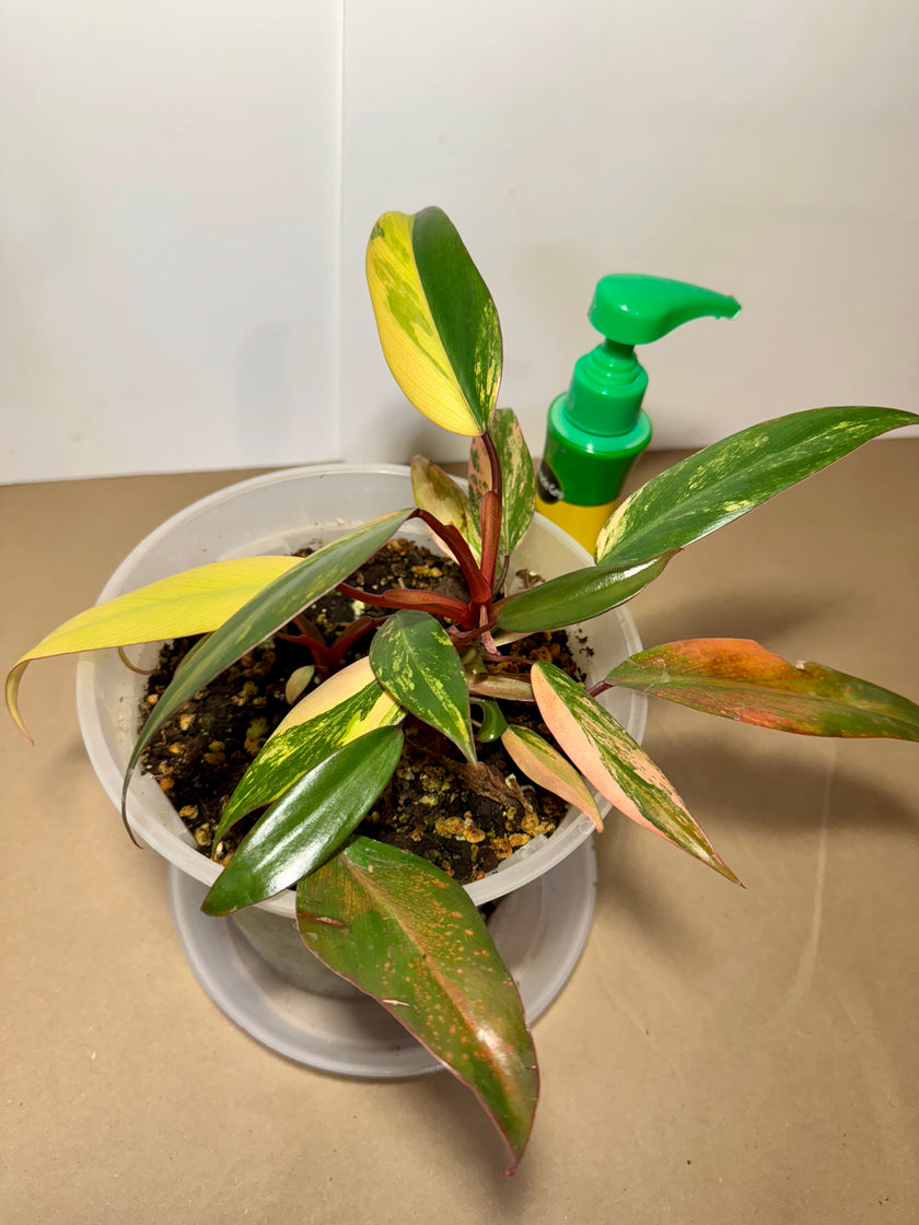 Philodendron Strawberry Shake