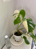 Monstera Albo -Japanese