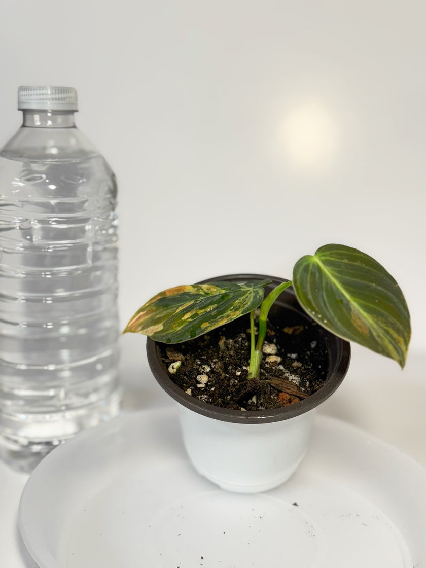 Philodendron Melanochrysum Variegated -D