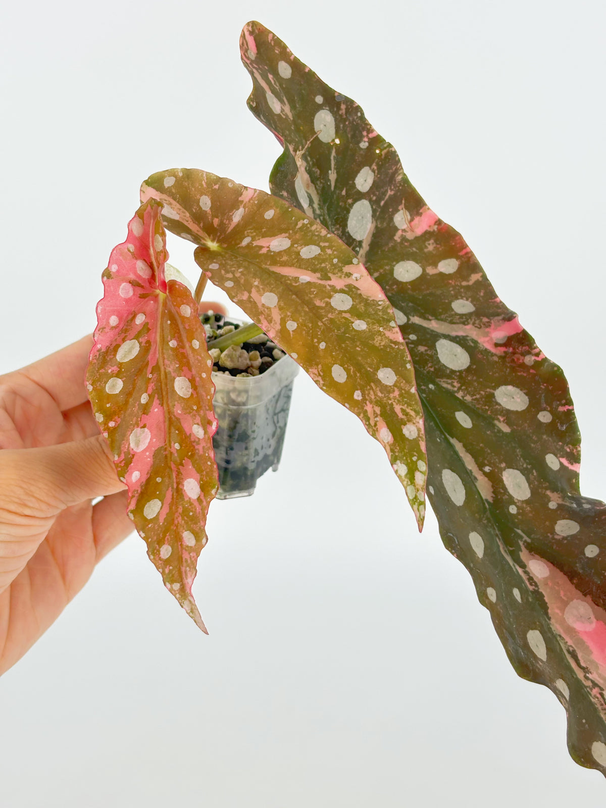 Begonia Maculata Pink@BC Warehouse