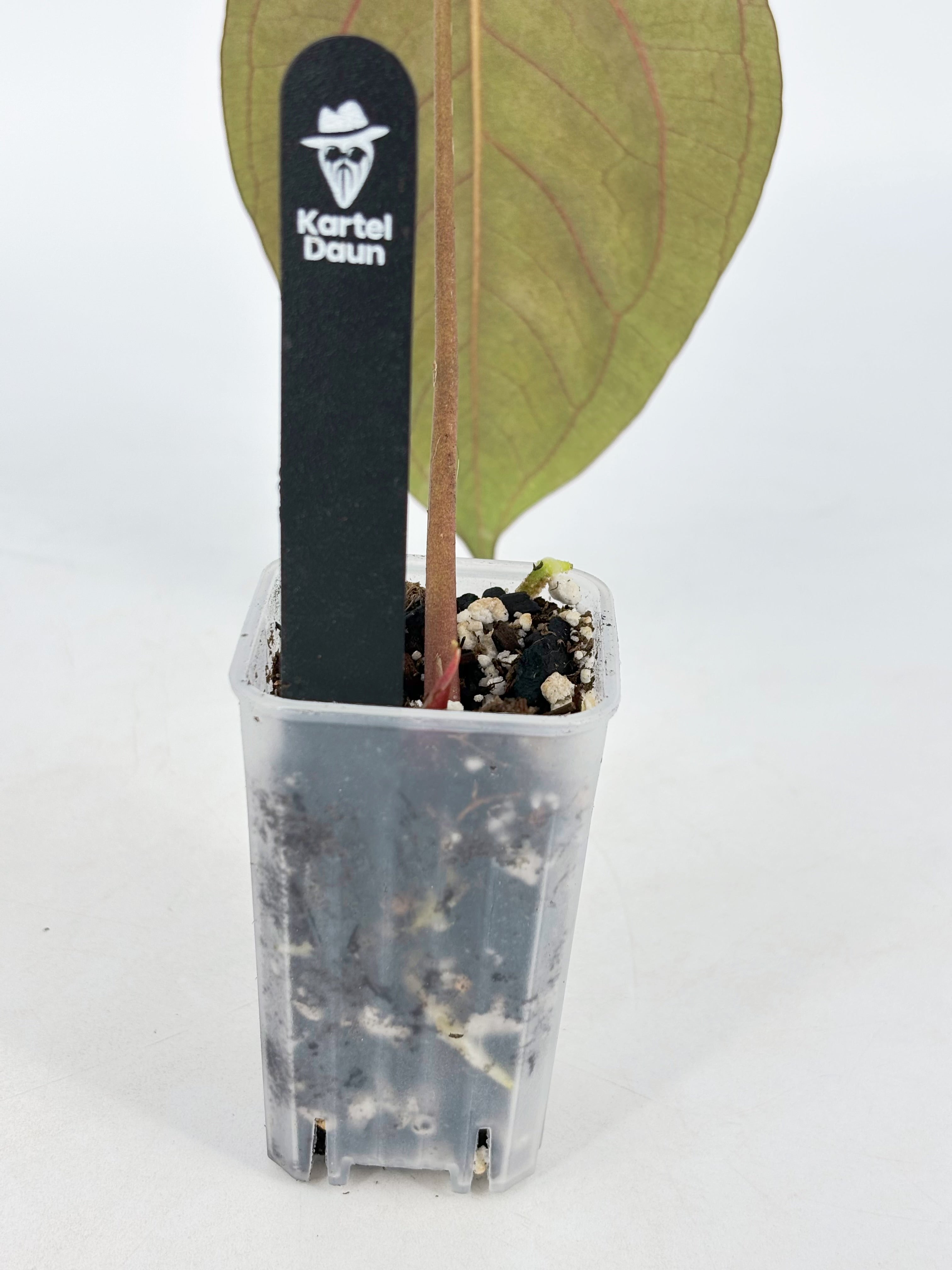 Anthurium Dark Phoenix X Papi RLFS@BC Warehouse