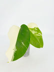 Monstera Albo @BC Warehouse