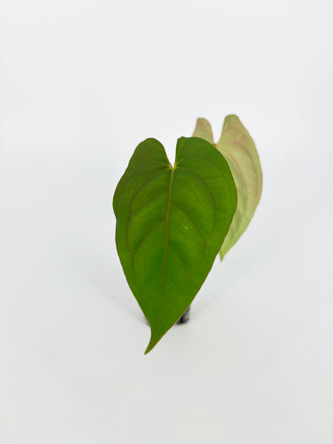 Anthurium Dark Phoenix × RLFS @BC Warehouse