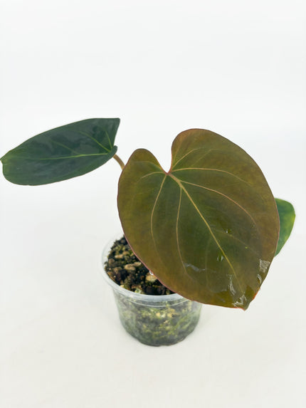 Anthurium King of Spades KOS @BC Warehouse