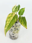 Philodendron Glorisom Tricolor@BC Warehouse