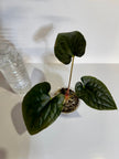 Anthurium Papi FS x RL x Luxurians *Multiples Available*