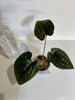 Anthurium Papi FS x RL x Luxurians *Multiples Available*