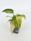 Philodendron Gloriosum Tricolor@BC Warehouse