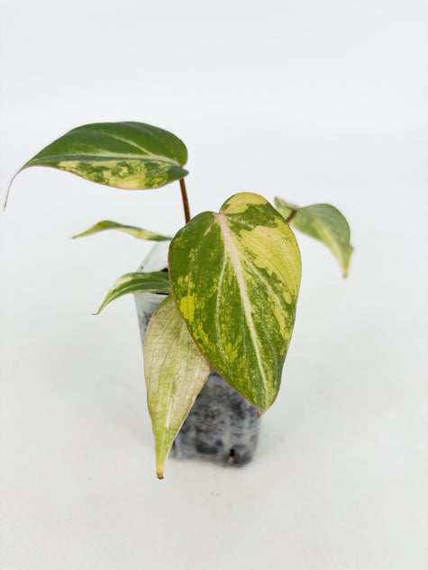 Philodendron Gloriosum Tricolor@BC Warehouse