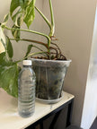 Monstera Albo Holland @ON Warehouse *Pick Up &GTA Delivery Only*