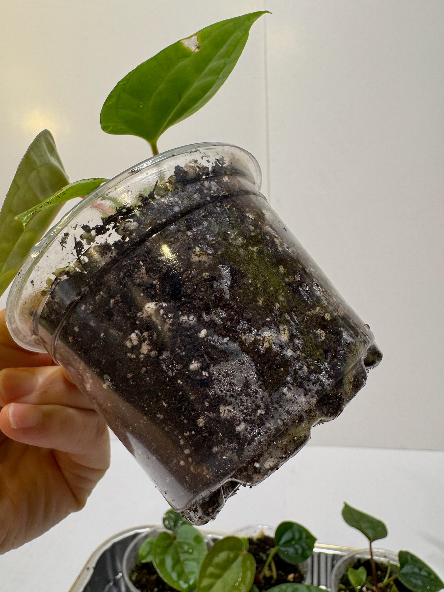Anthurium Lux Self Seedling *Multiples Available Ramdom Selection* low chance of lux x forgetii