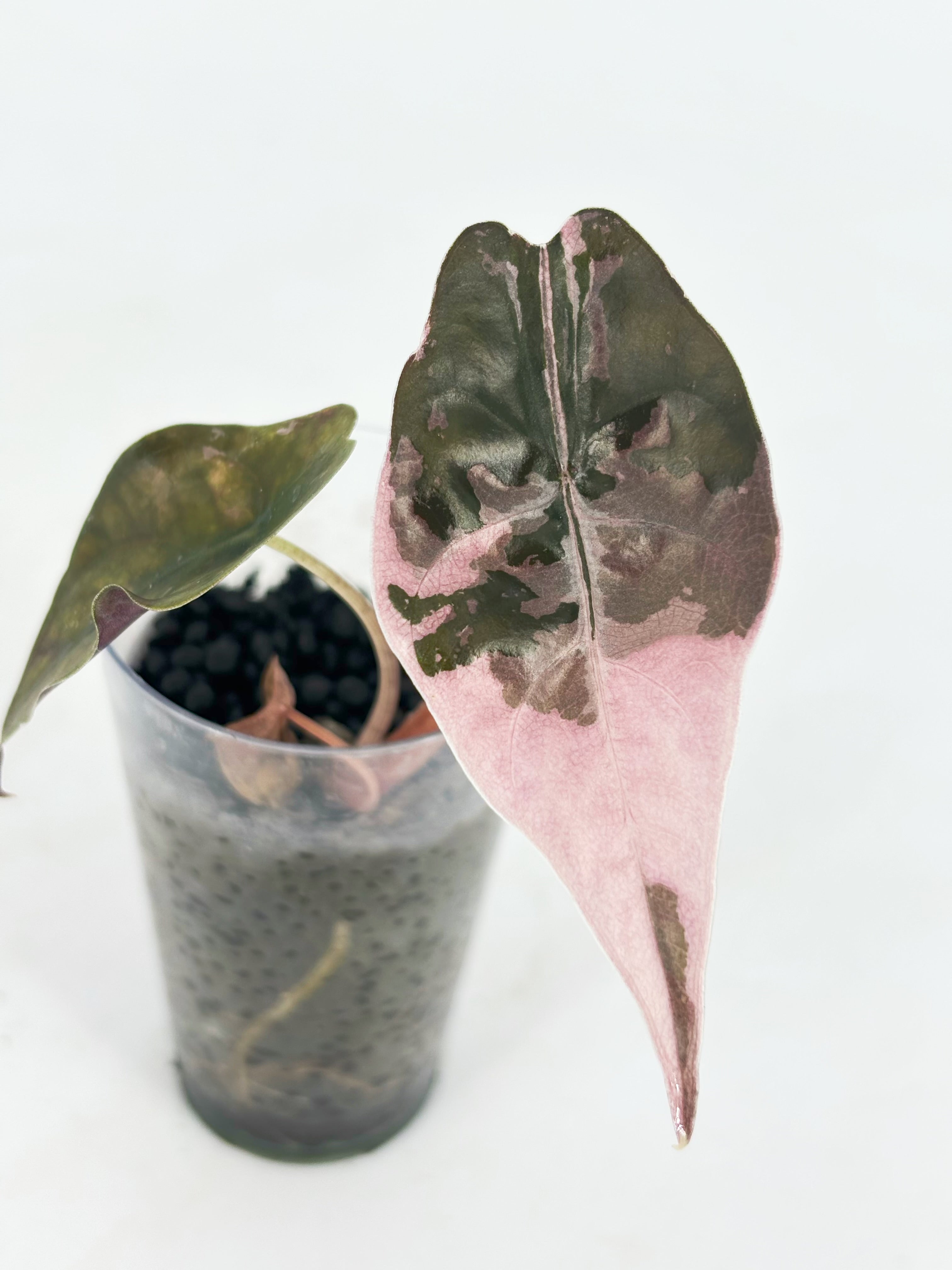 Alocasia Pink Pup Combo @BC Warehouse