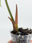 Rare Plant Starter Box@BC Warehouse *Local Pick up or Delivery Only*