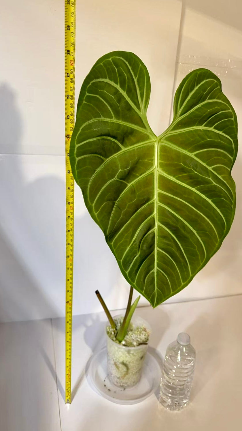 Anthurium Regale XXL *Pick up and Local delivery only*