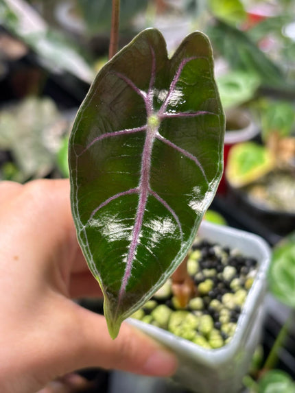 Alocasia Black Satun Pink Bone @BC Warehouse