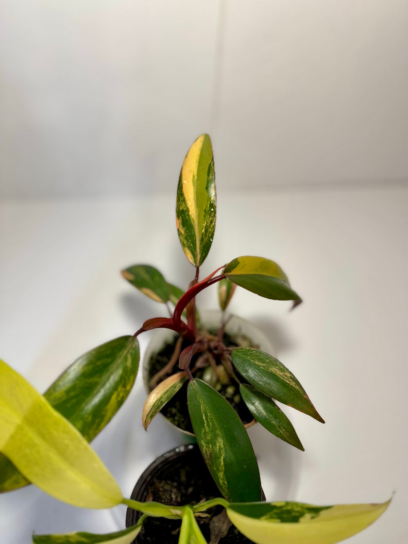 Philodendron Combo (strawberry shake and domesticum var)