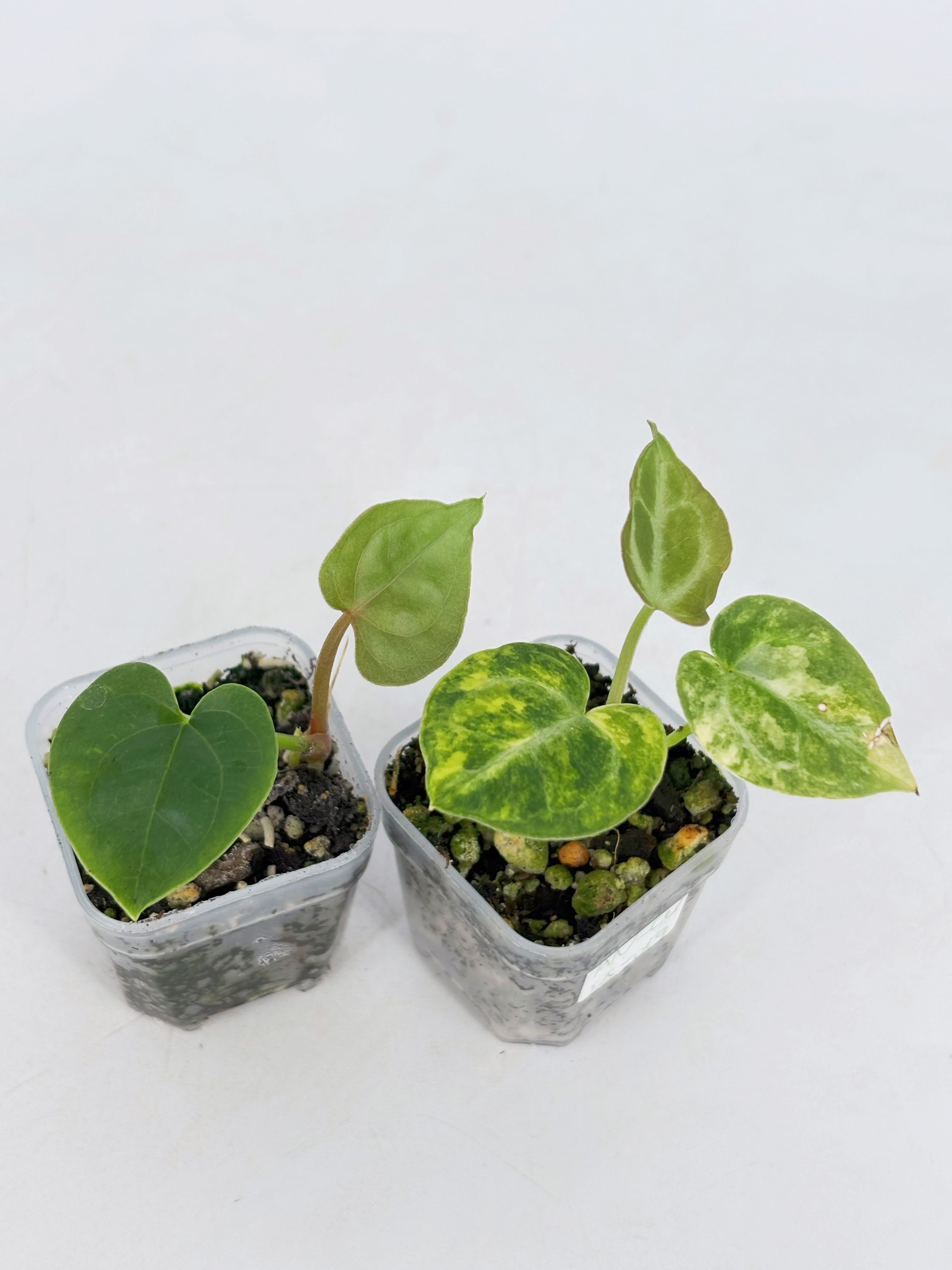 Anthurium Combo (Crystallinum Var & Luxurian Self)