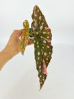 Begonia Maculata Pink@BC Warehouse