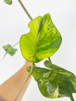 Alocasia Stingray Aurea XXL @BC Warehouse *Local Pick Up&Delivery Only*